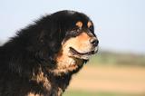 DOGUE DU TIBET 656